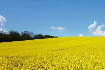 私藏的百畝油菜花…再不來(lái)就要等一年啦